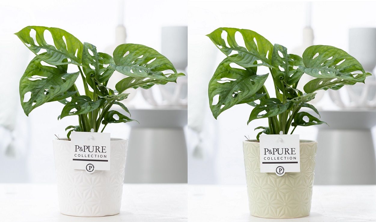 Monstera Adansonii in P&PURE Juliette cer. ass.2, D 12