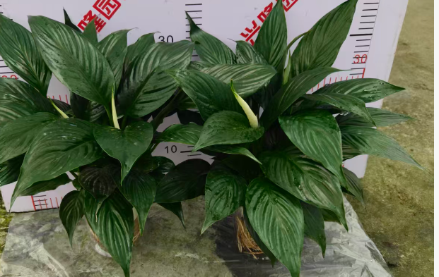 Спатифиллум Гидропоник Краун 11 45