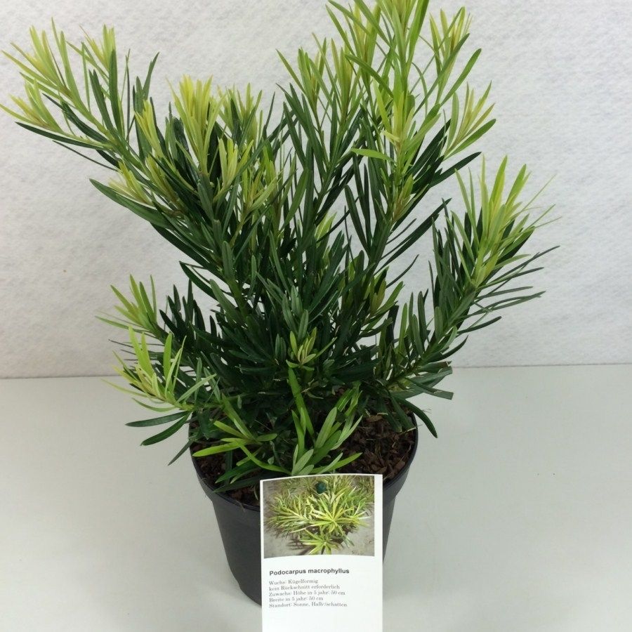 Podocarpus macrophyllus, D 19