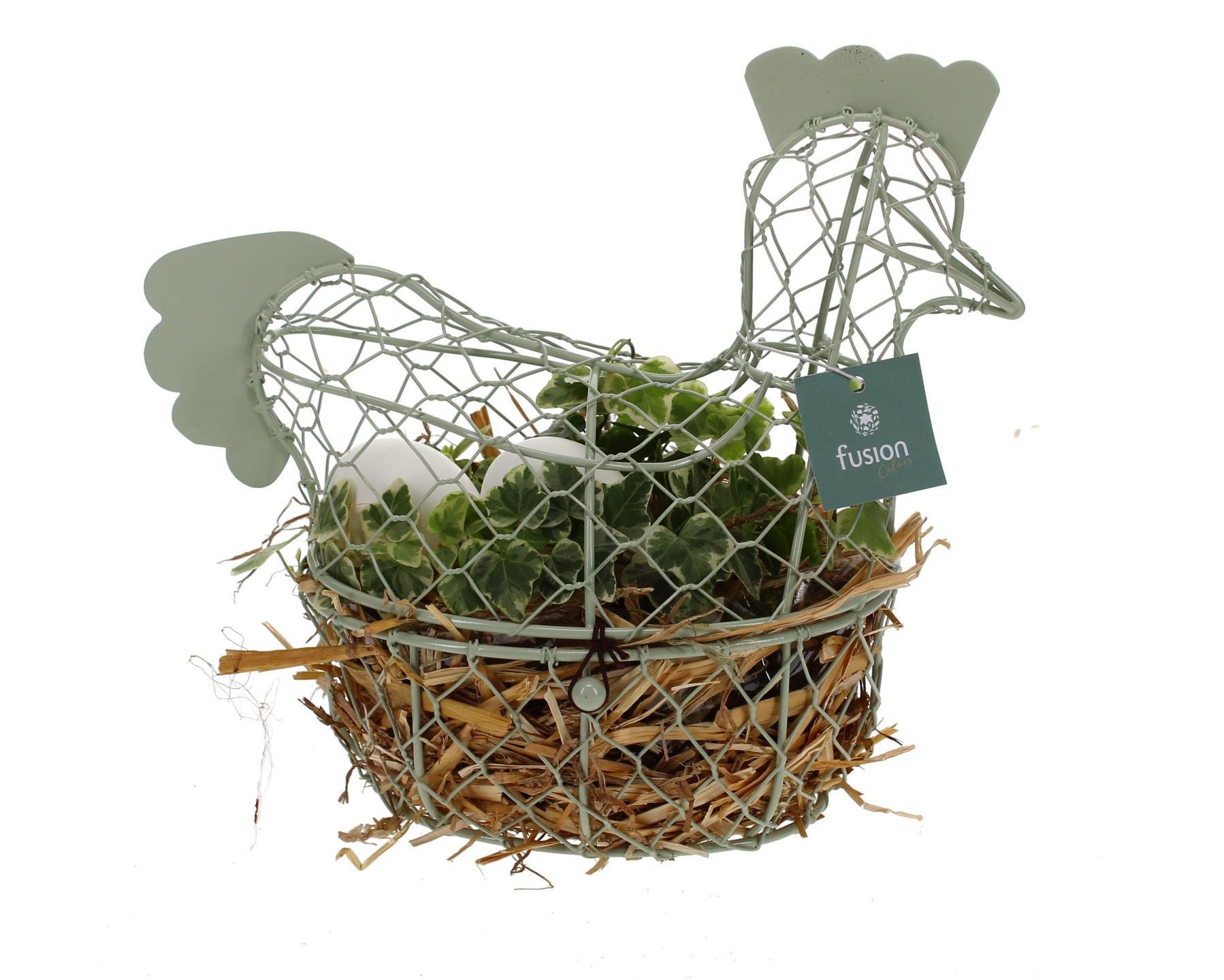 Pasen Kip gaas pastel met Hedera, D 25