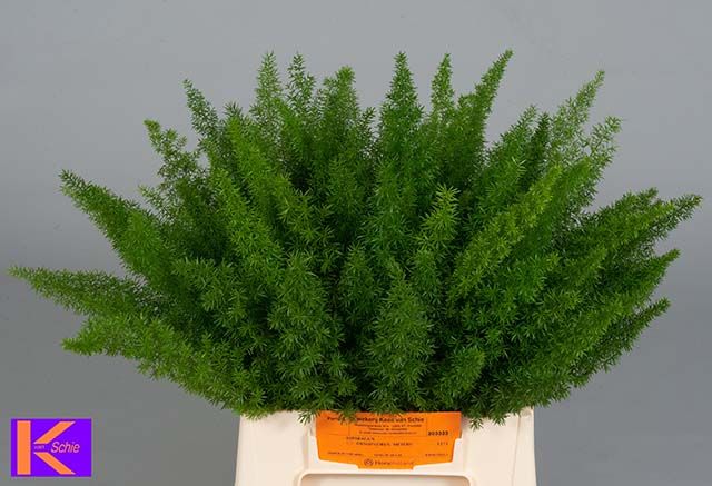 Аспарагус Маерс 40, шт.