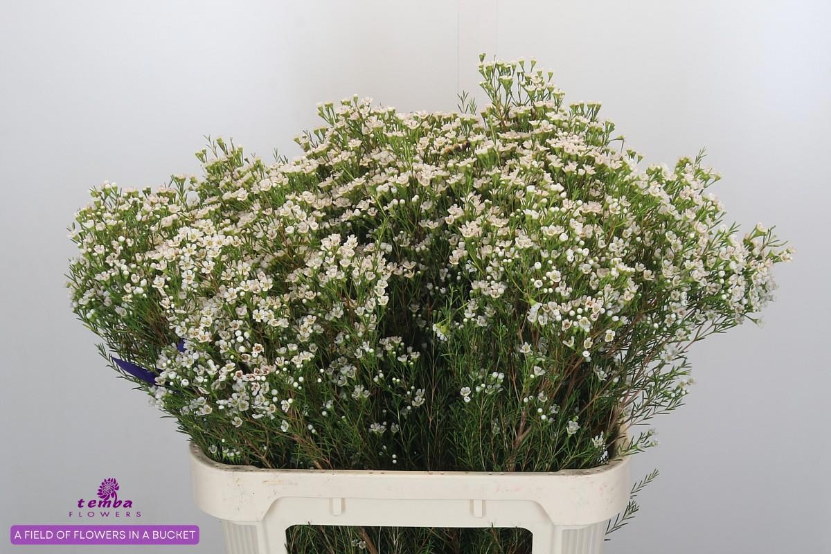 Шамелациум Перл Баттонс 80, шт.