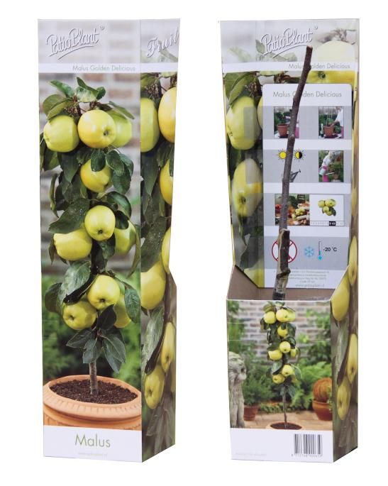 Malus Golden Delicious, D 9