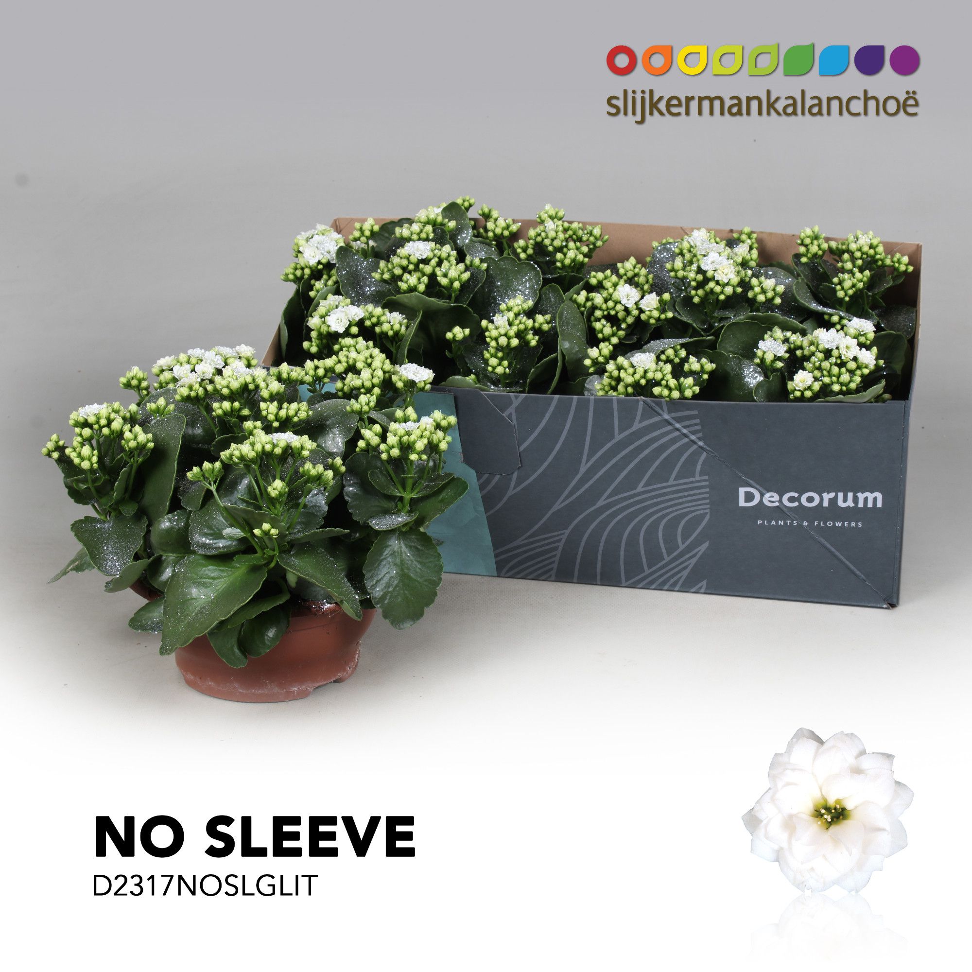 Kalanchoe No Sleeve - White with glitter - kerst, D 23 cm Kalanchoe No Sleeve - White with glitter - kerst, D 23 cm