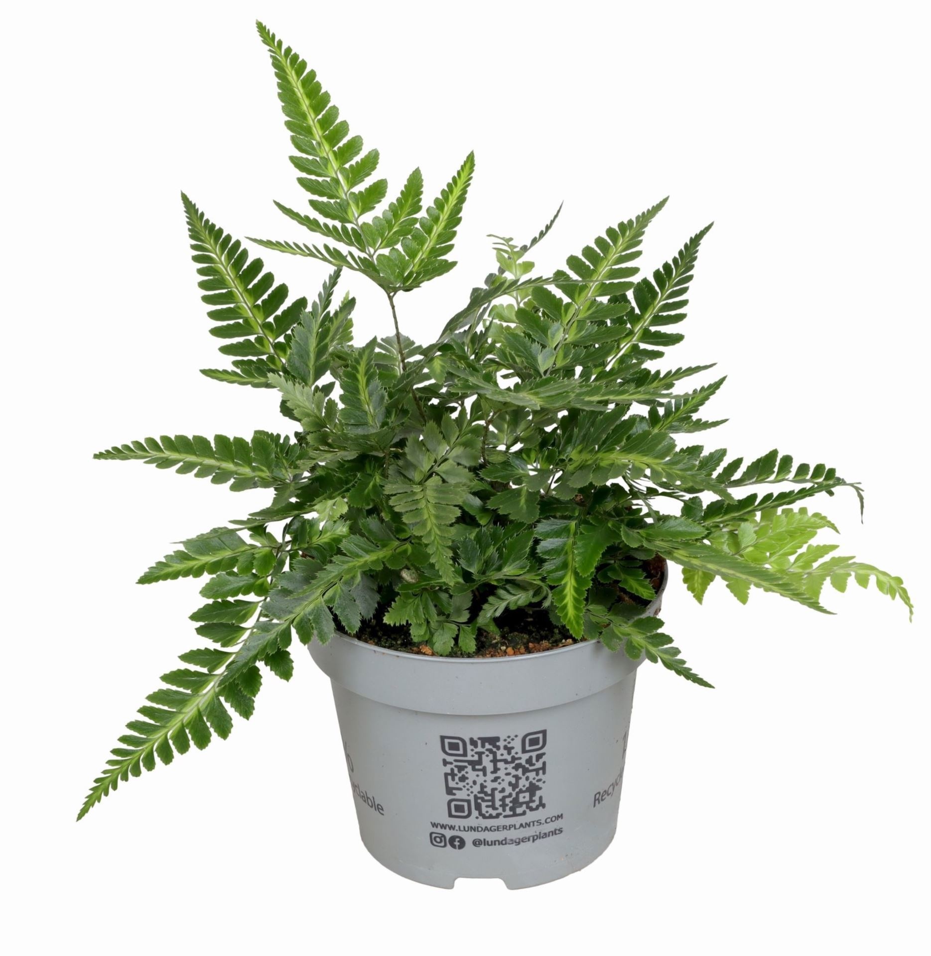 Arachnoides Aristata Variegata 12 cm 15 cm, D 12