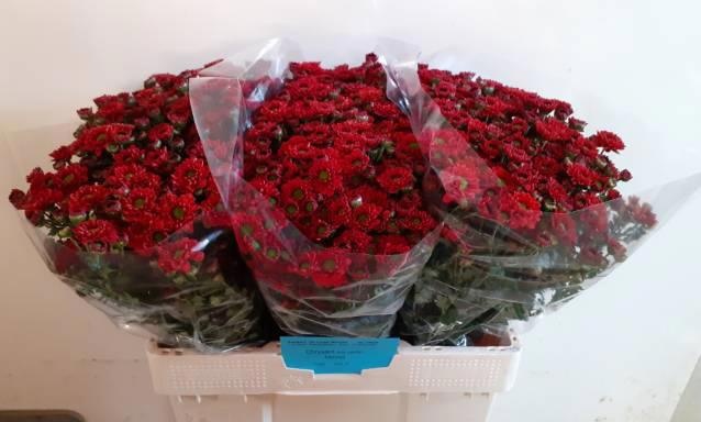 Сантини Малиса, шт. Сантини Малиса, шт.