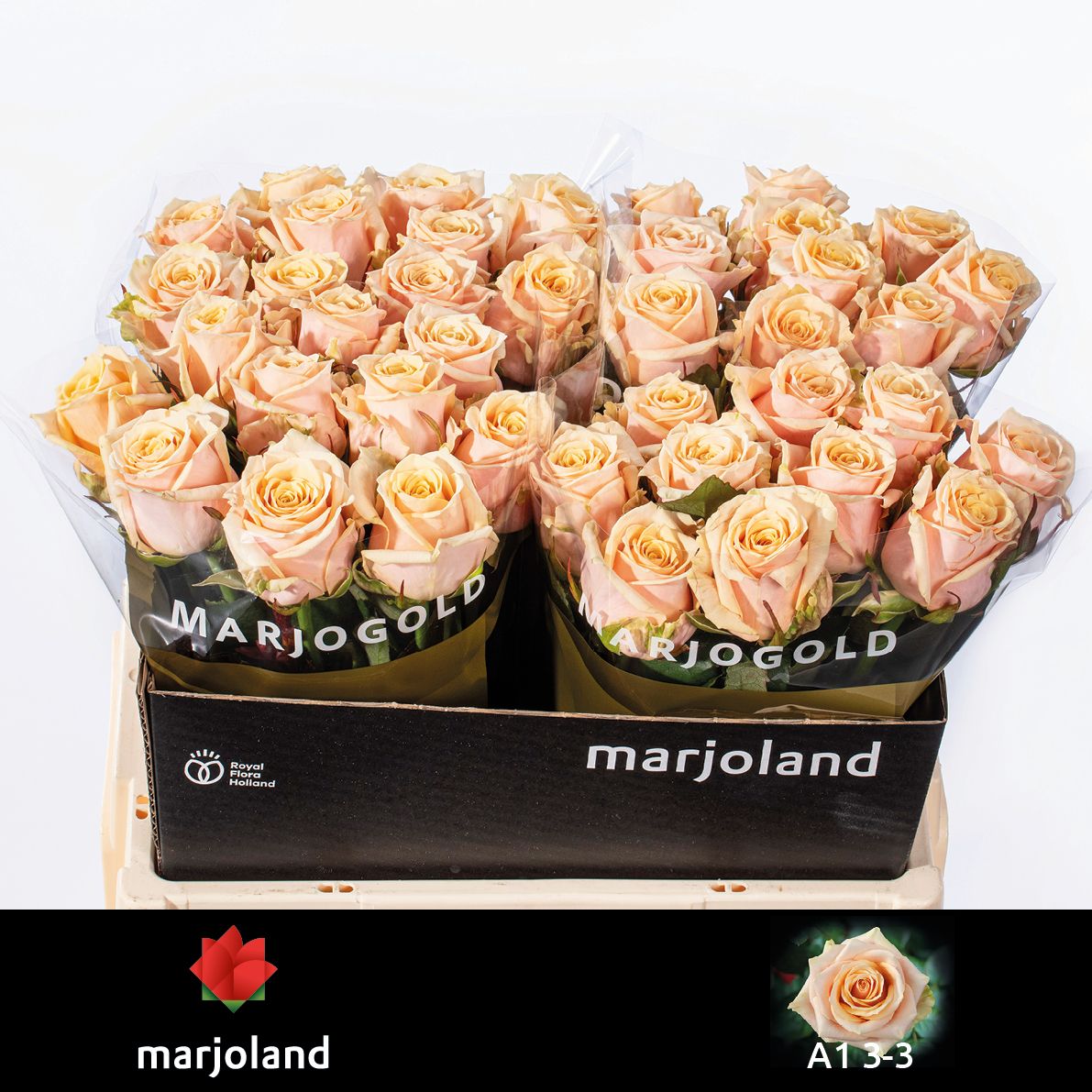 Роза од. Беллини! 55, шт.