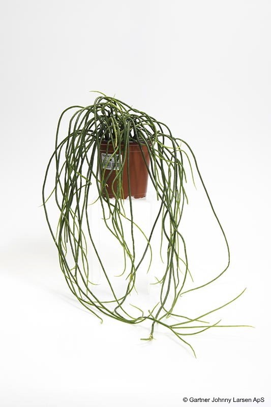 RHIPSALIS MICRANTHA 'HEIDELBERG', D 11 cm