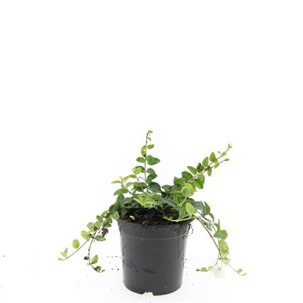 Vinca minor 'Alba', D 14 cm