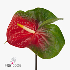 Антуриум Амиго Импрув (зелено-красн.) x16, шт.