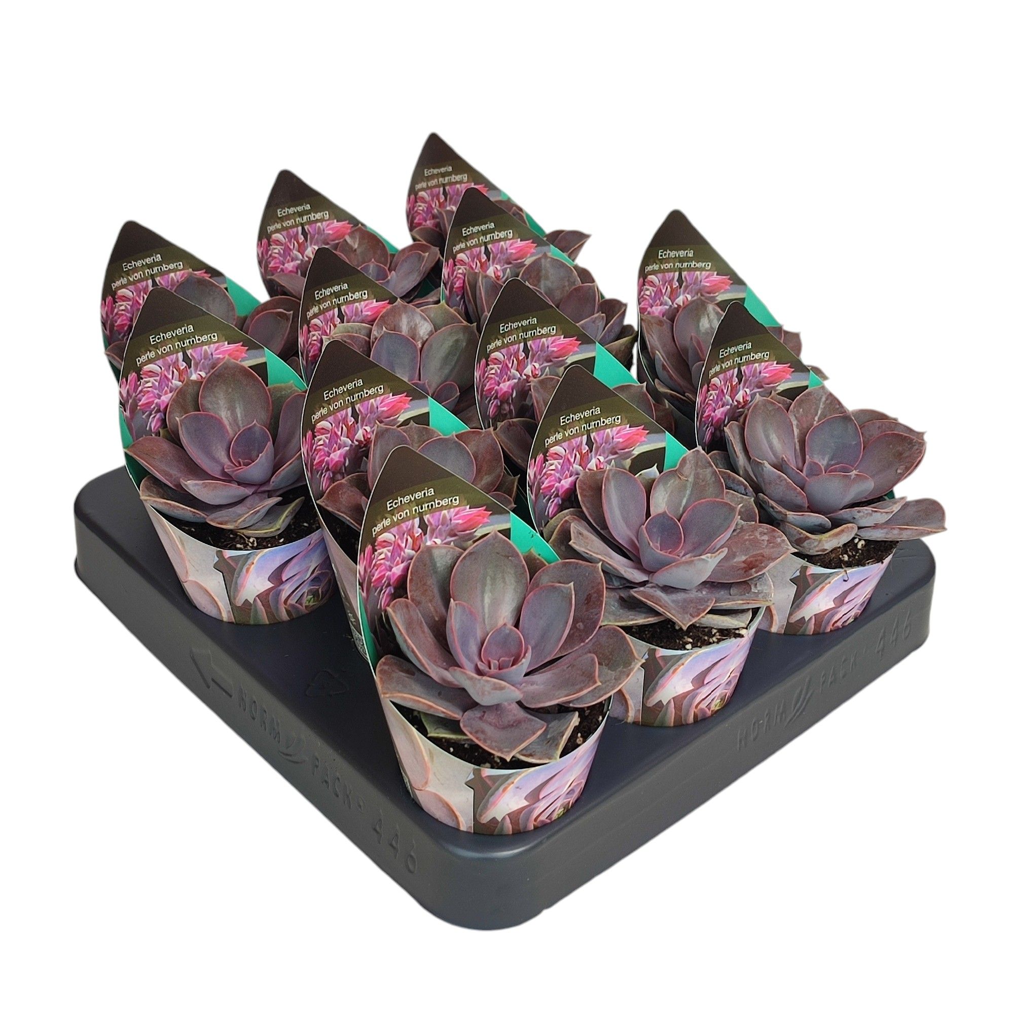 ECHEVERIA PERLE VON NURNBERG - POT Ø 6,5 WITH POTCOVER (SUCCULENTEN), D 6,5