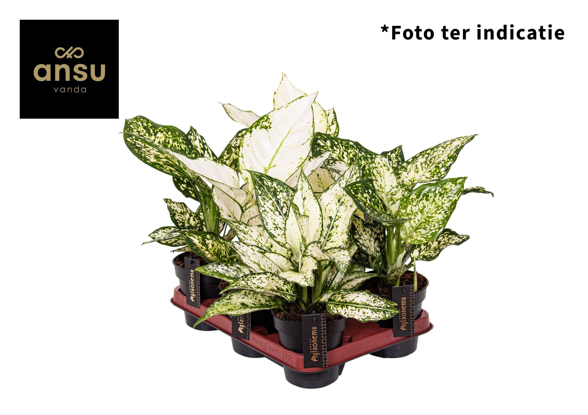 Aglaonema White Mix, D 12 cm