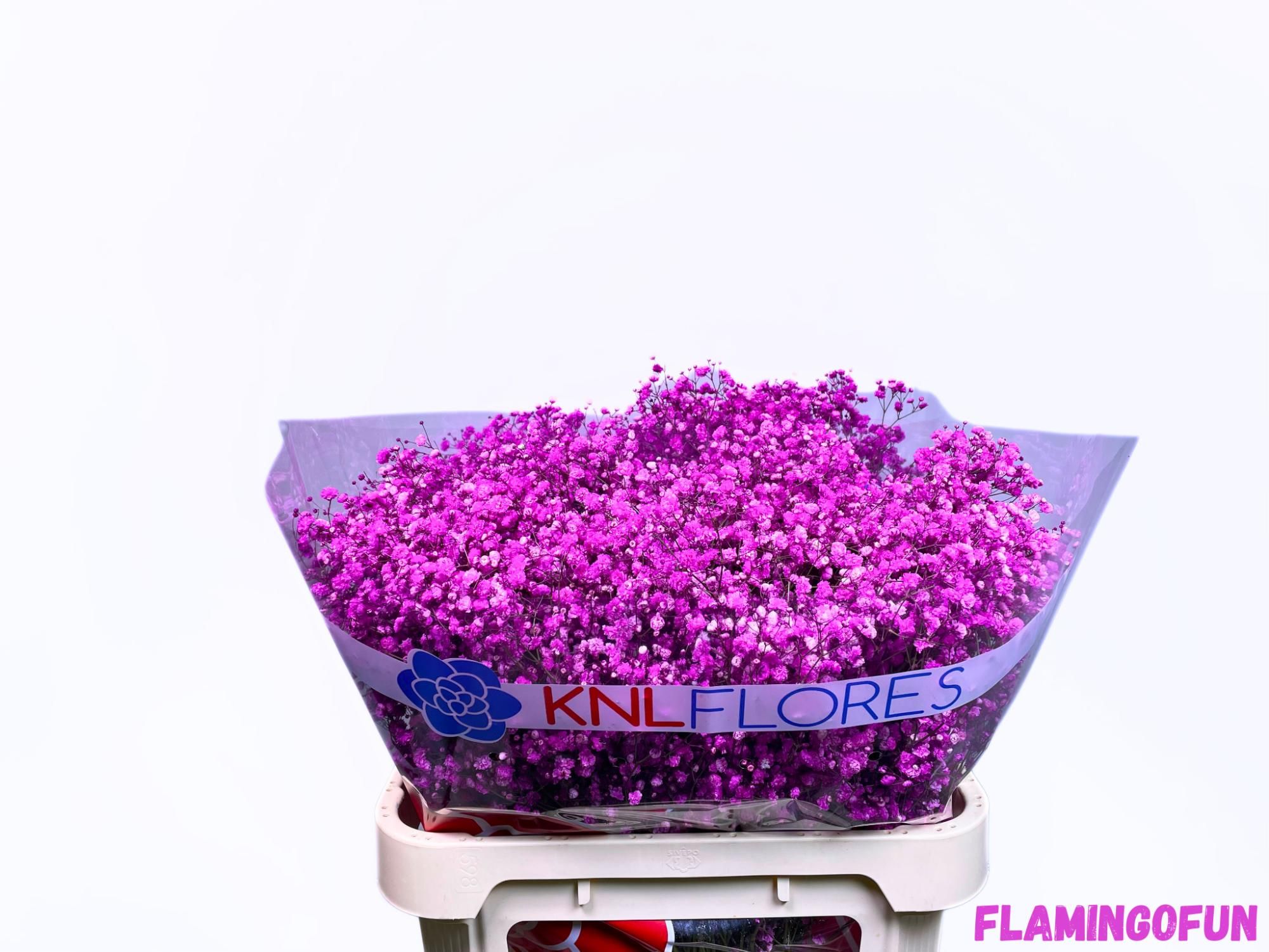 Гипсофила Овериг Крашеная (краш. ) 80, шт.