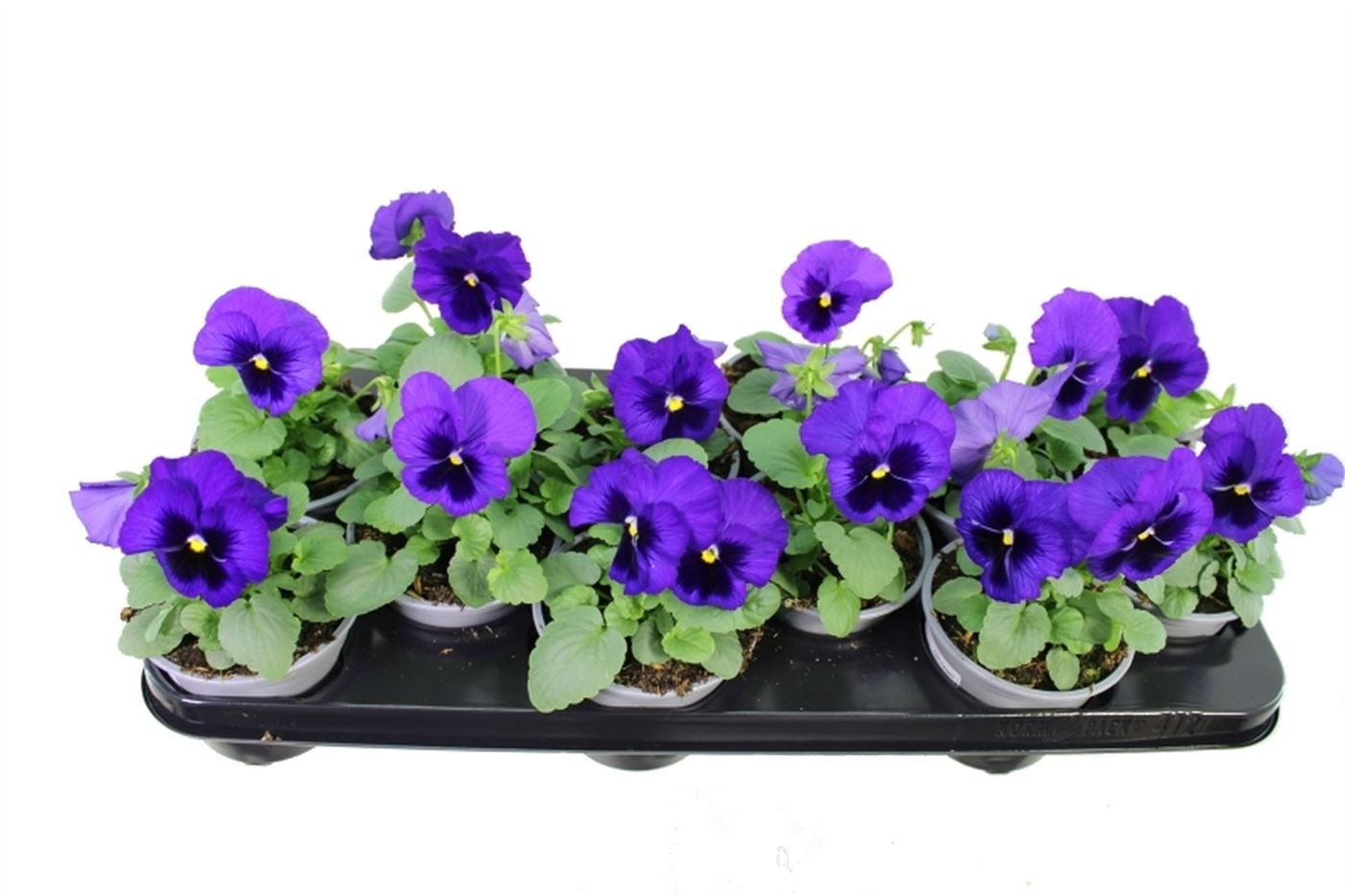 Viola witt. Delta Blue with Blotch, D 11 cm
