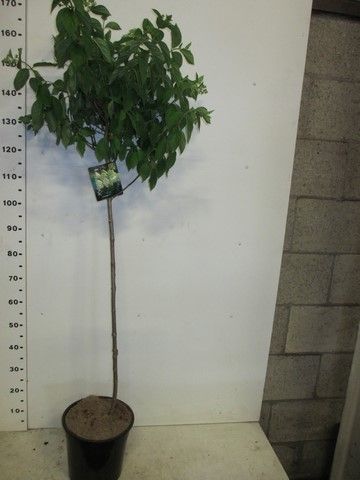 Hydrangea pan. Limelight 100 st. P28, D 28 cm