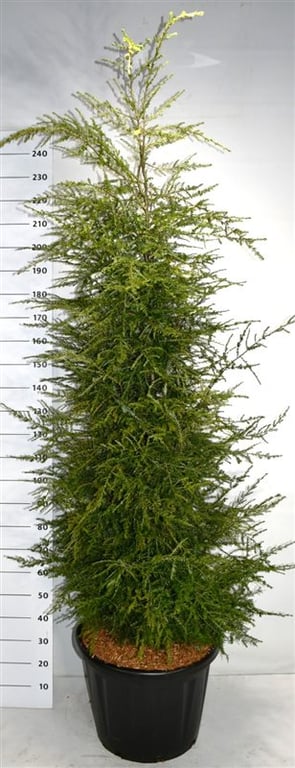 Tsuga canadensis, D 58