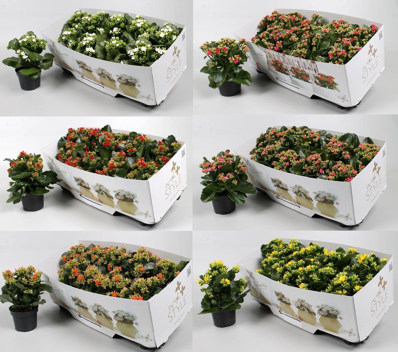 Kalanchoe Favorita instyle diverse Kleuren + collar, D 10,5