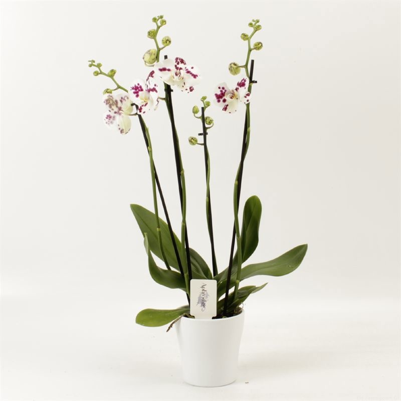 Phalaenopsis Anthura Marrakesh 4 tak Marrakesh in wit keramiek, D 12