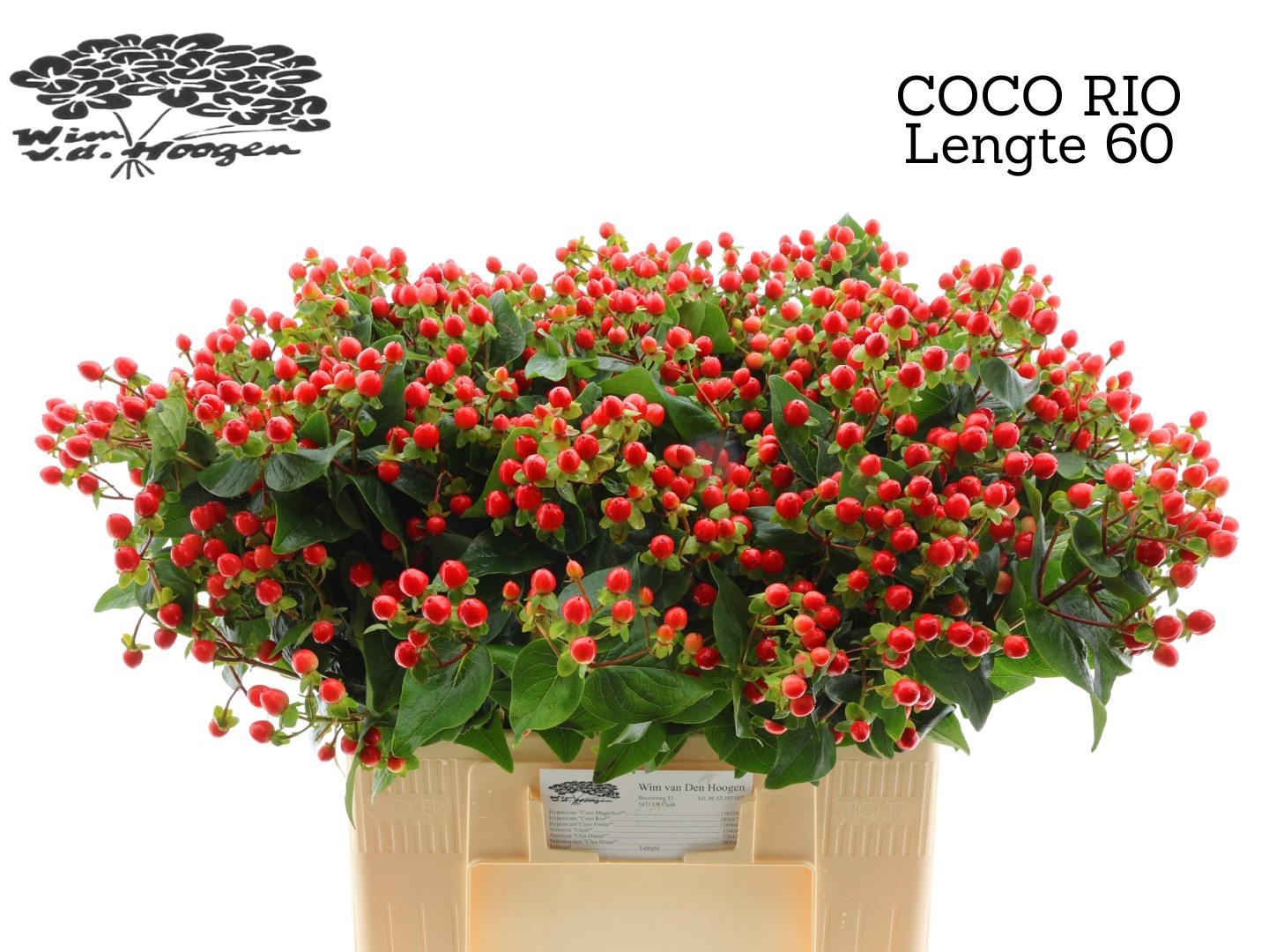 Гипперикум Коко Рио 60, шт.