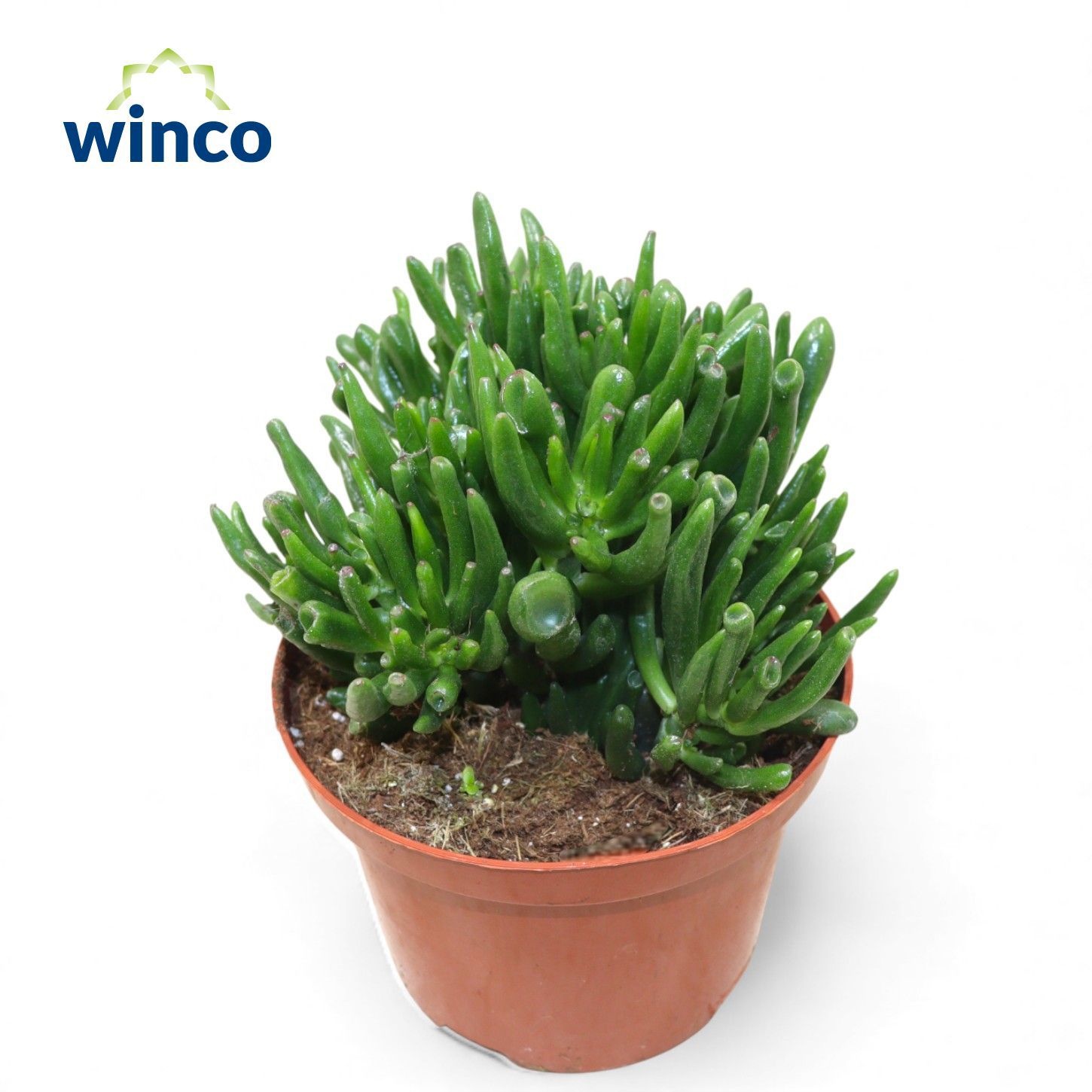 Crassula Hobbit, D 17