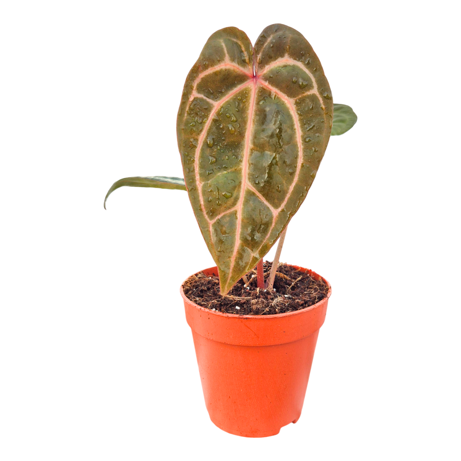 DocBlock Anthurium Zara® '29' X Zara® '29', D 9