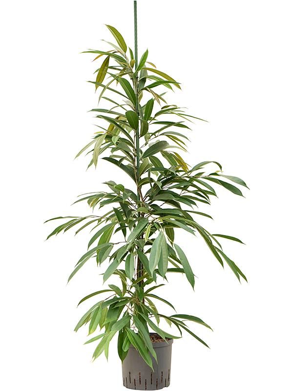 Ficus binnendijkii 'Amstel King', D 22 cm