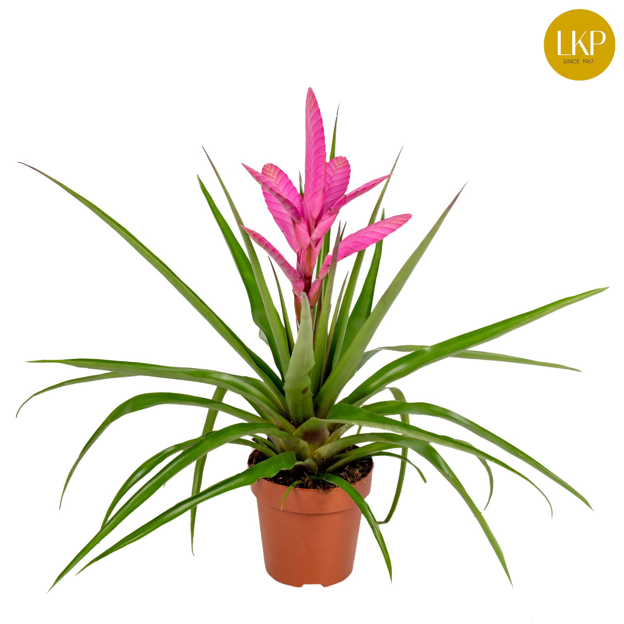 Tillandsia Antonio Roze (Zonder Hoes), D 12