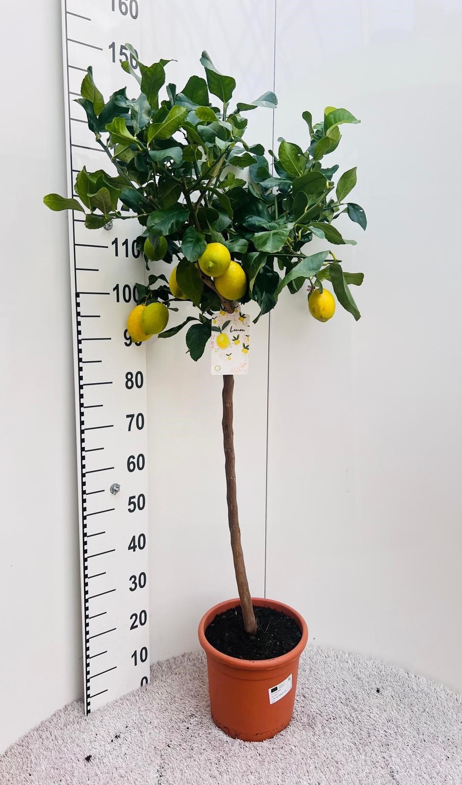 Citrus limone Lemon on stem, D 25