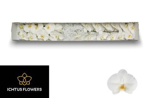 Фалинопсис Коуб x25, шт.