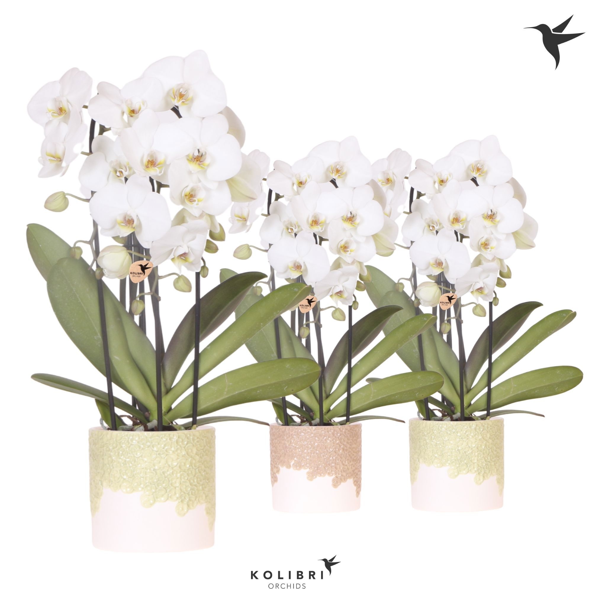 Kolibri Orchids Cascade Niagara Fall white 3 spike in Bloom pot sand mix, D 12