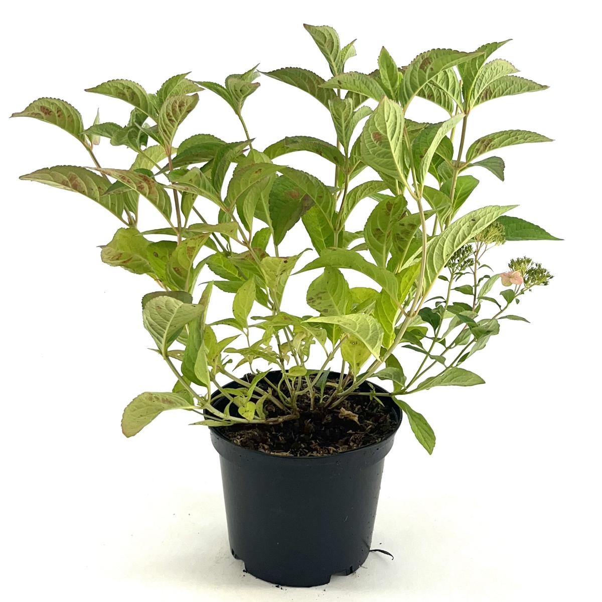 Hydrangea serrata koreana, D 19