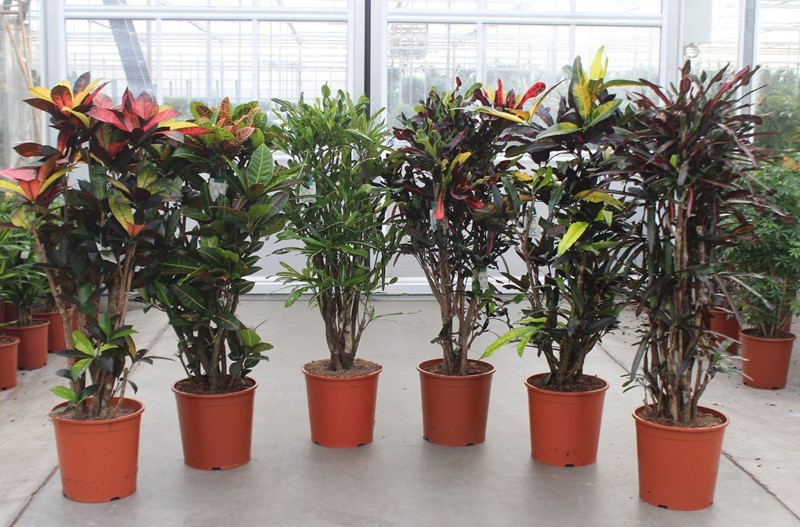 Codiaeum mix (Croton mix), D 30