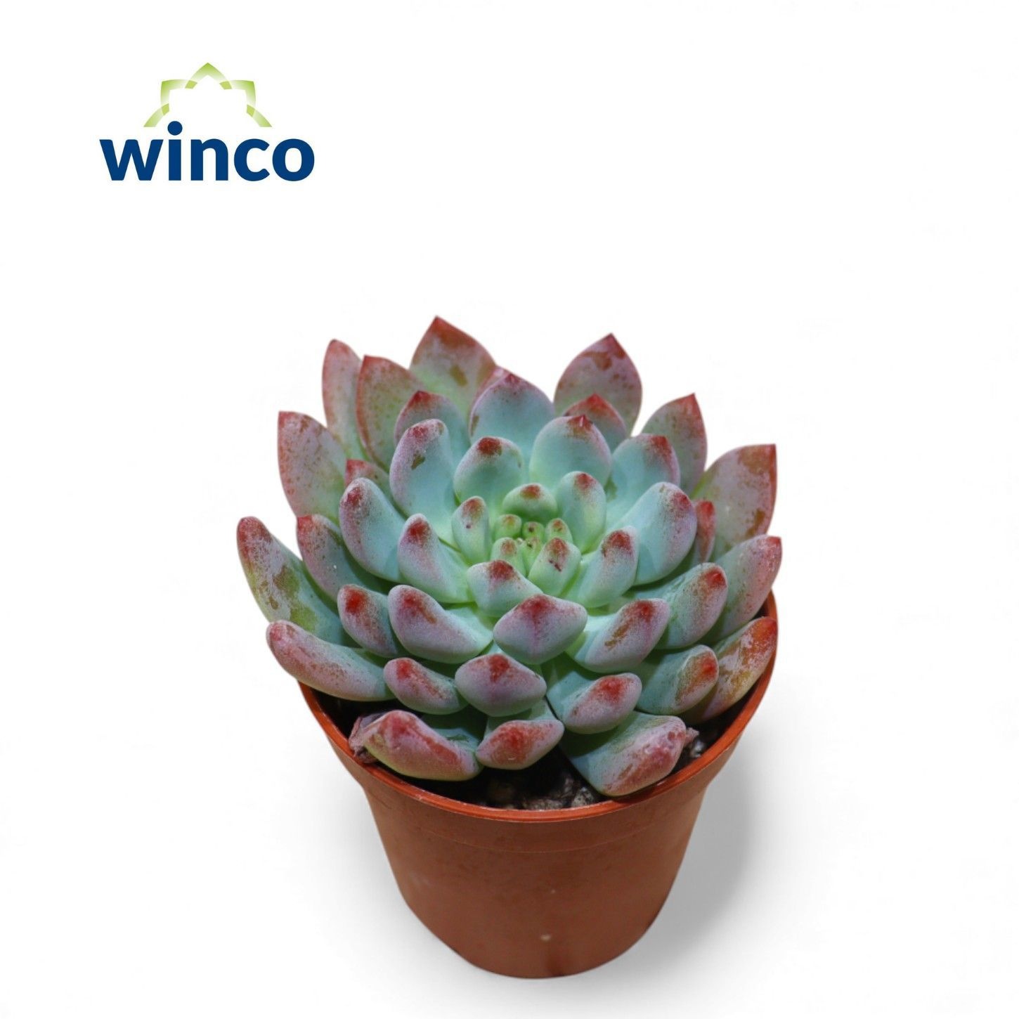 Pachyphyllum Bluebean, D 5,5