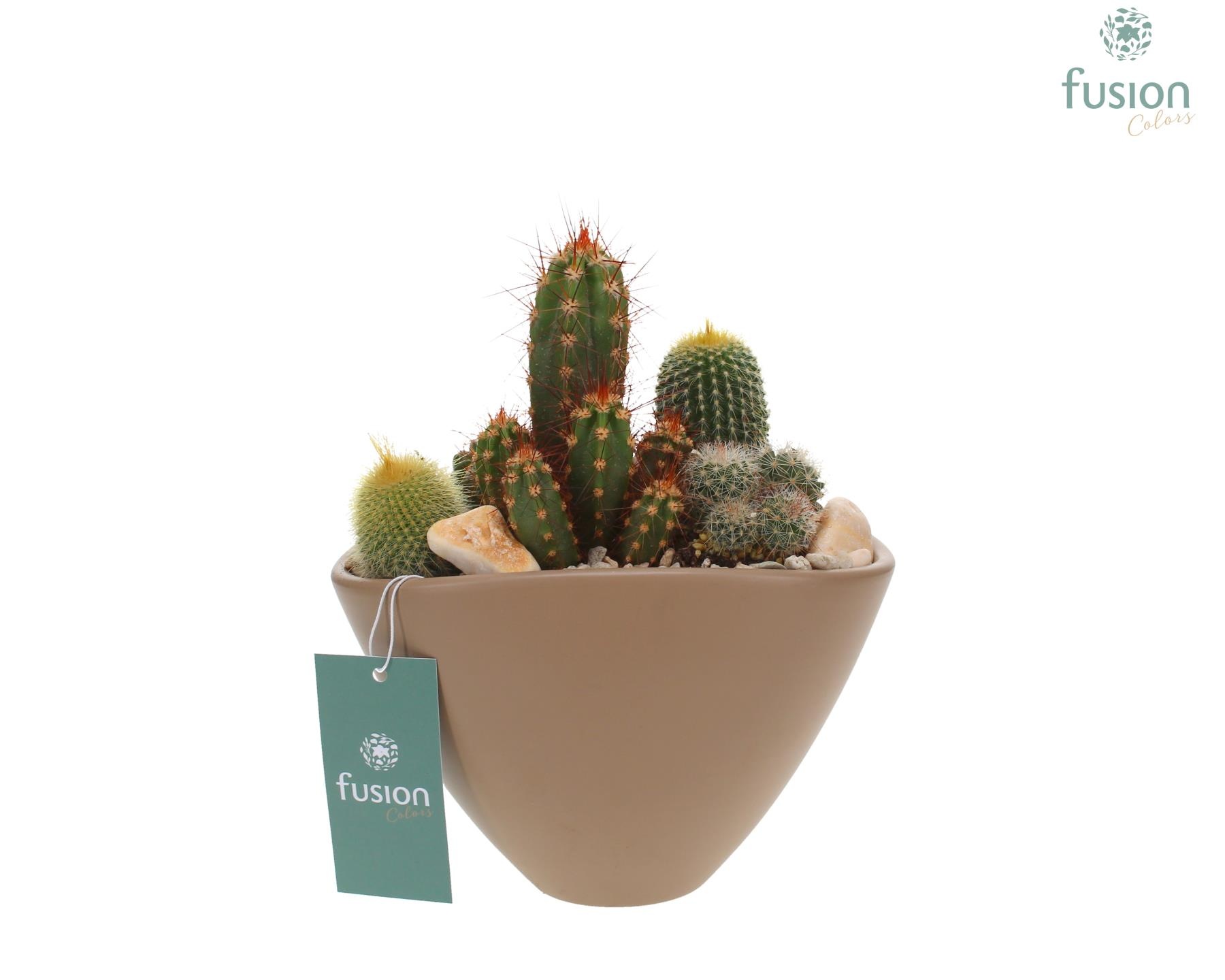 Pot keramiek Ovaal Medium beige met Cactussen, D 18