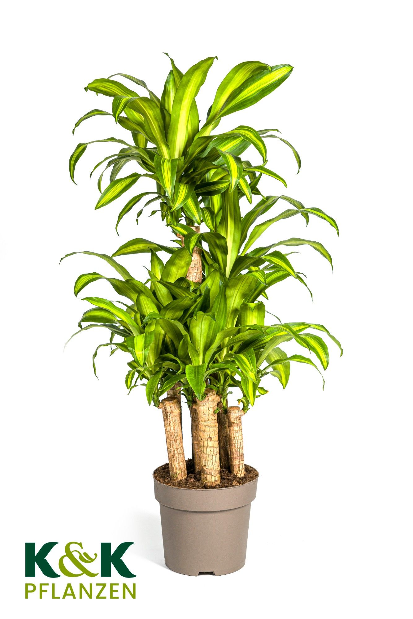 Dracaena fragrans Massangeana Karussell T30, D 30