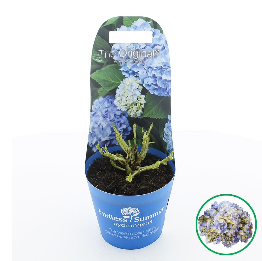 Hydrangea macr. Endless Summer® 'The Original' Blauw C2 (17cm.) Potcover, D 17
