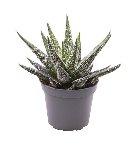 HAWORTHIA FASCIATA 'CONCOLOR', D 6