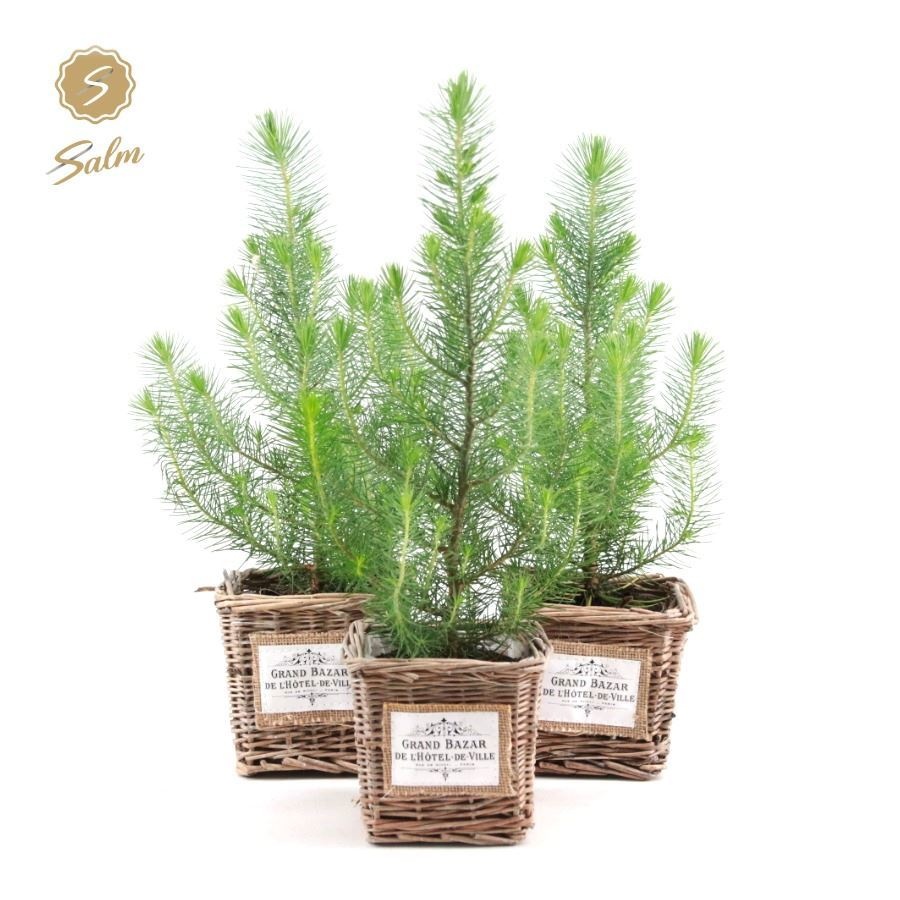 Pinus pinea 'Silvercrest' P10,5 in Willow Basket Square, D 11 cm