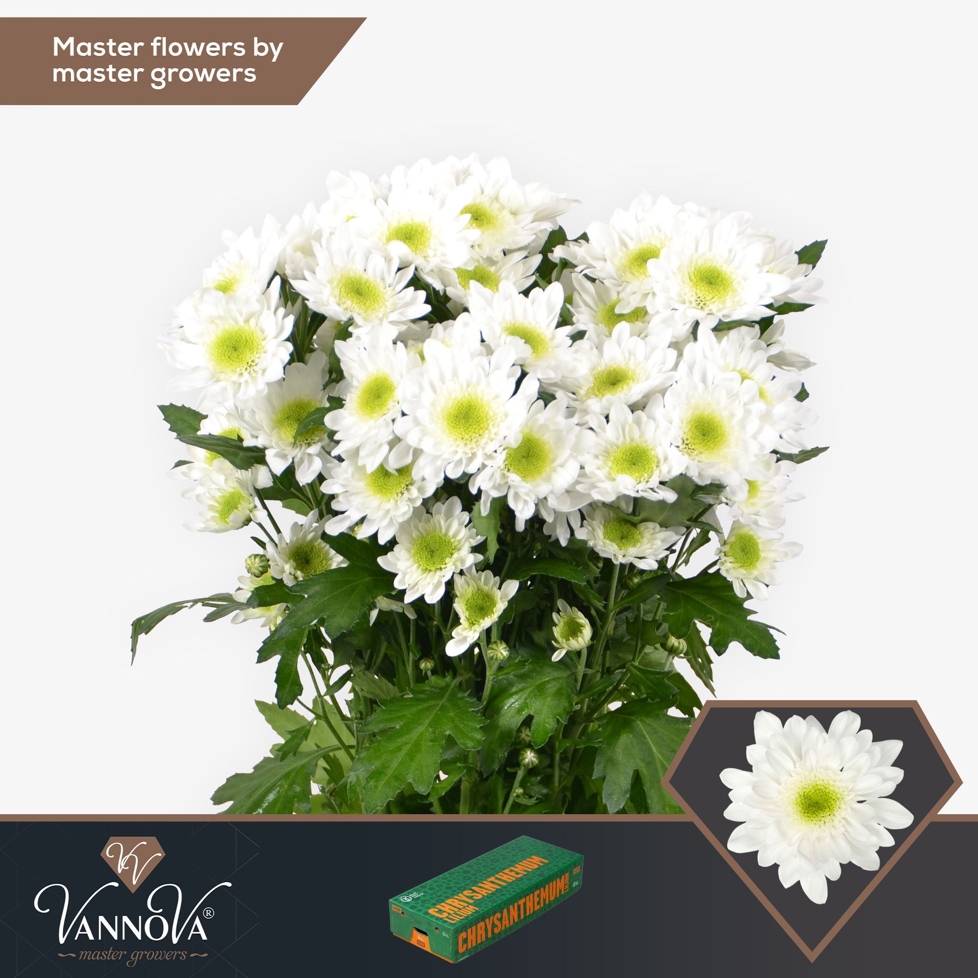 Хризантема куст. Радость 70, шт. Хризантема куст. Радость 70, шт.