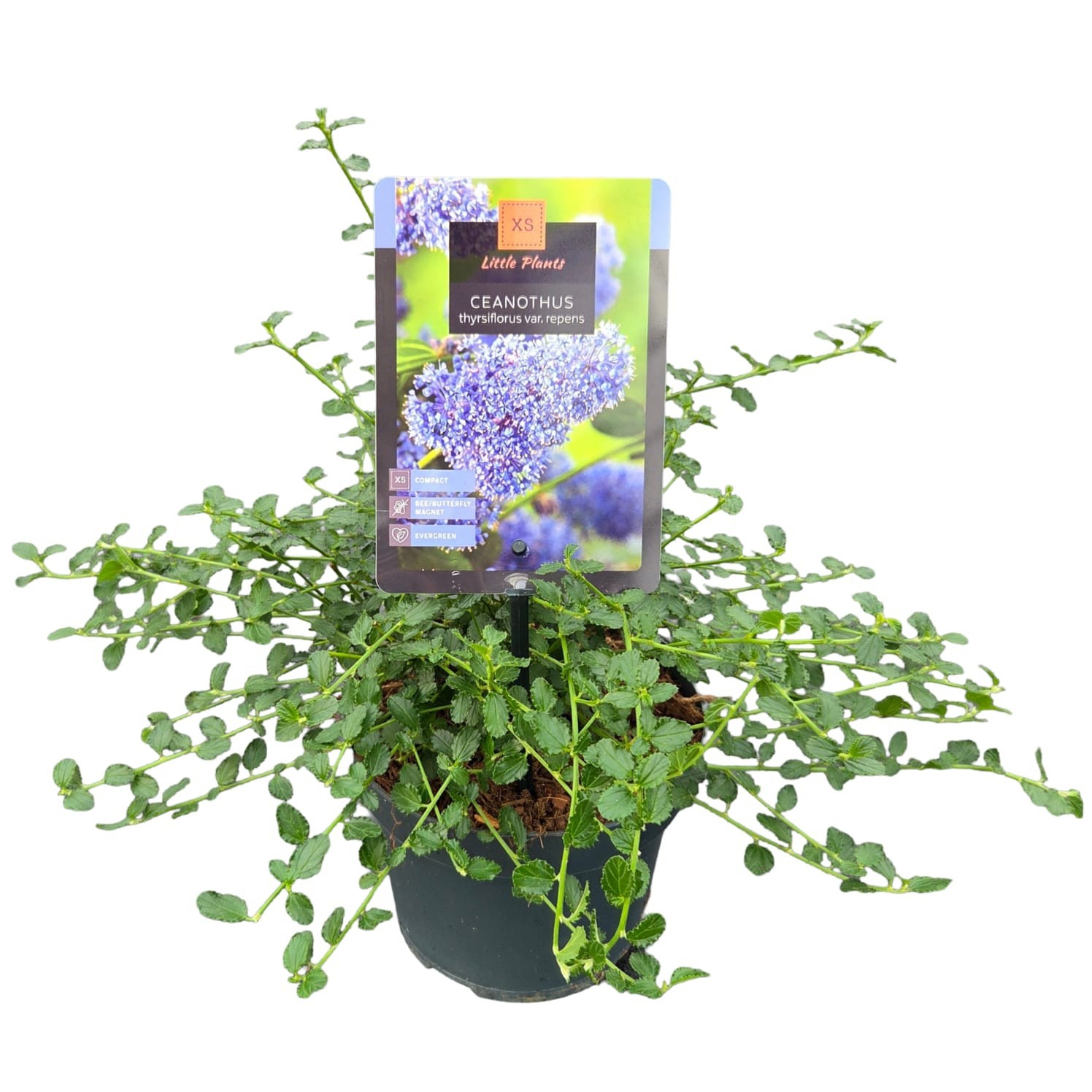 Ceanothus thyrsiflorus var. repens, D 17