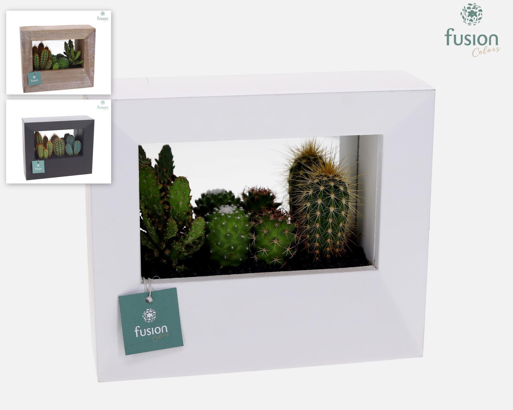 Houten schilderij met spiegel hout met Cactussen, D 23