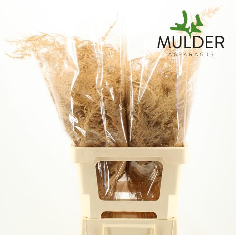 Аспарагус Овериг Крашеный (краш. ) 65, шт.