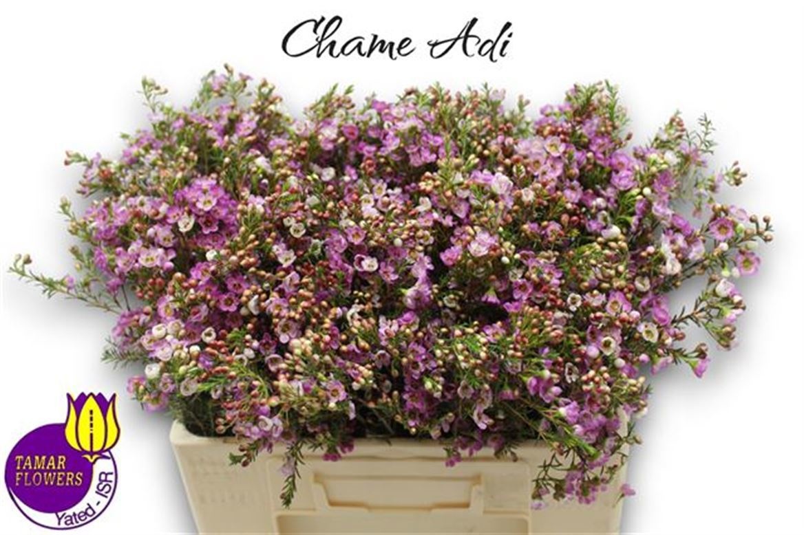 Шамелациум Ади 55 (роз.), шт.