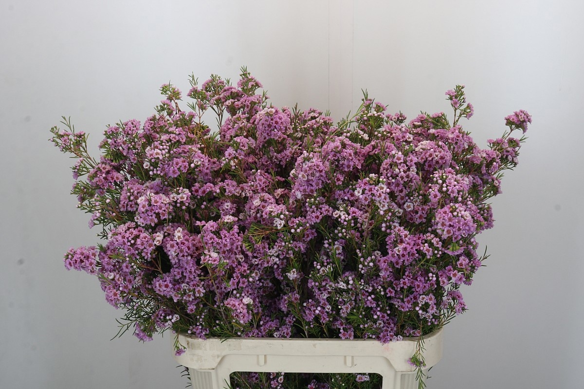 Шамелациум Жизель 80, шт.