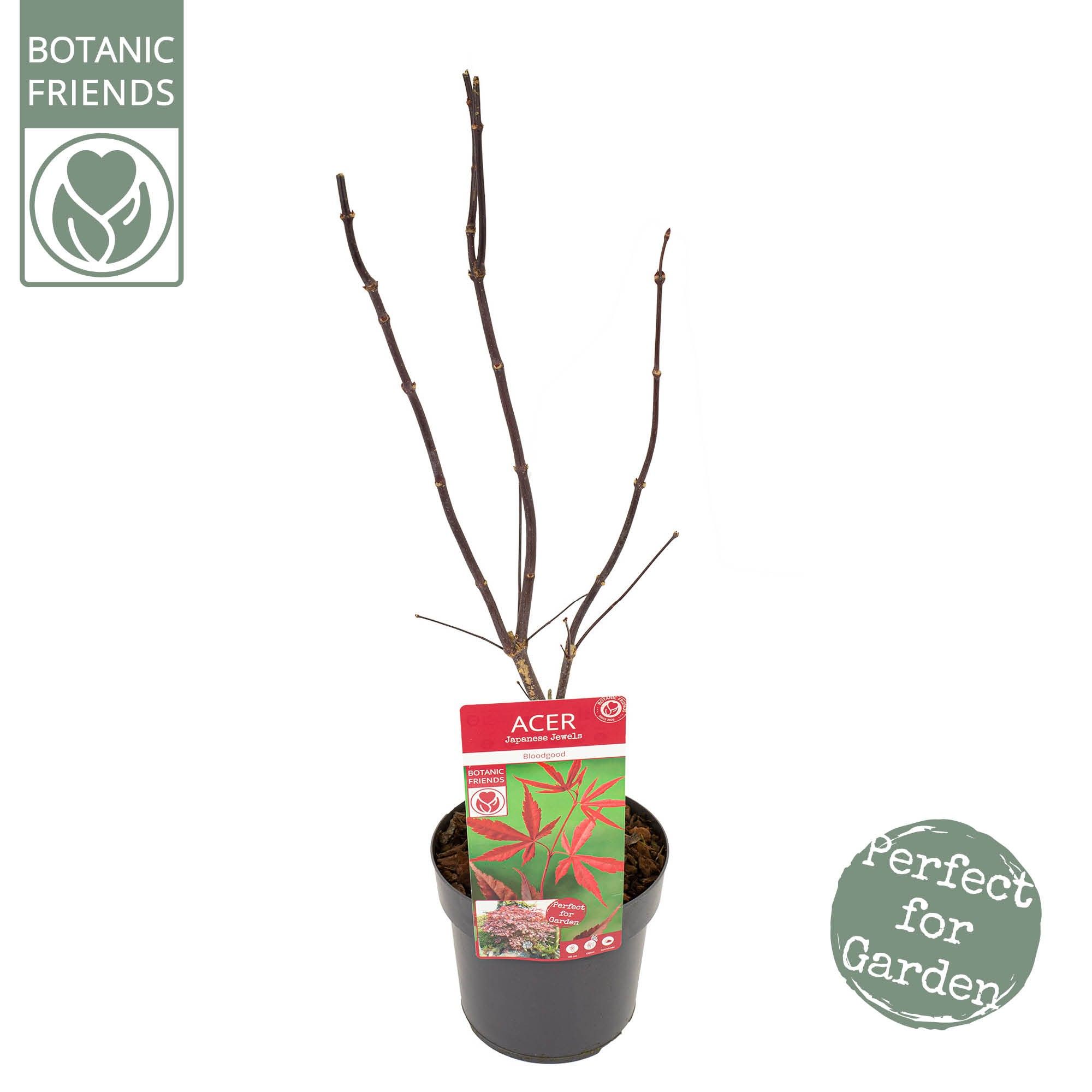 Acer palm. 'Bloodgood' PREMIUM, D 19