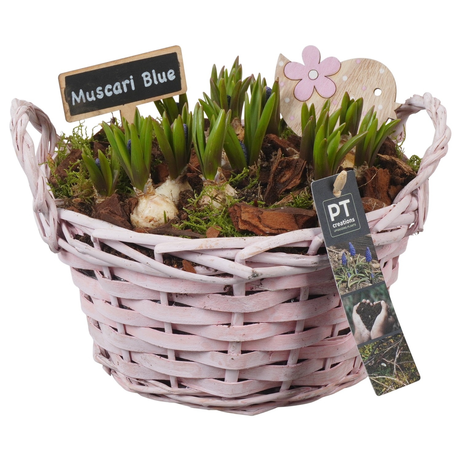 PTMB6238 Arrangement Muscari Blue in riet mand, D 20