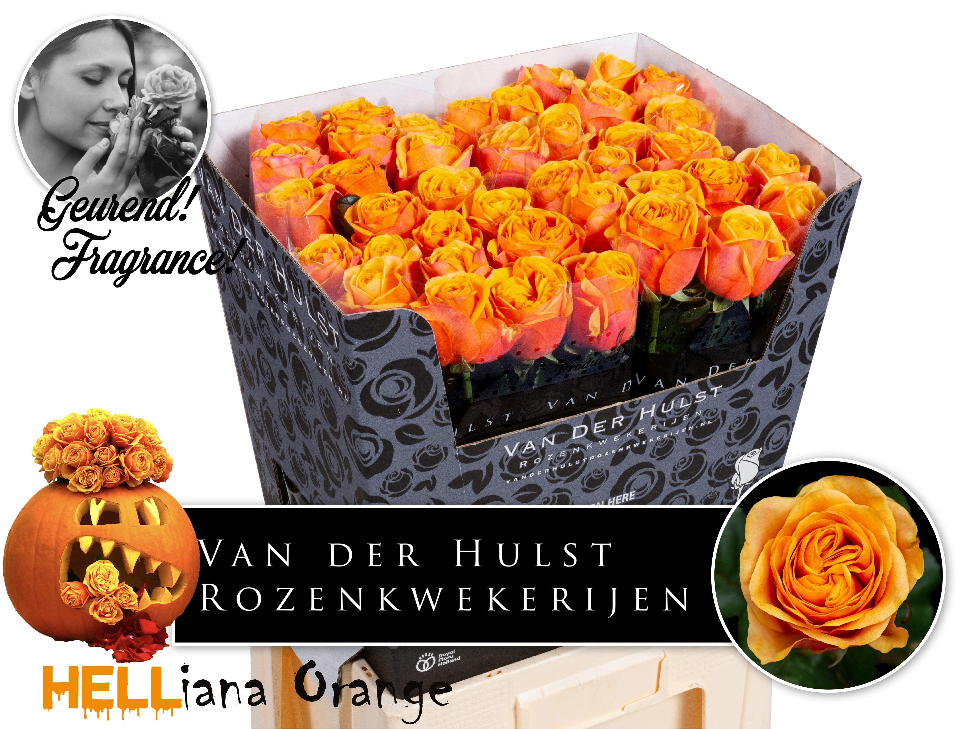 Роза од. Хлебана Оранж+ 70, шт. Роза од. Хлебана Оранж+ 70, шт.