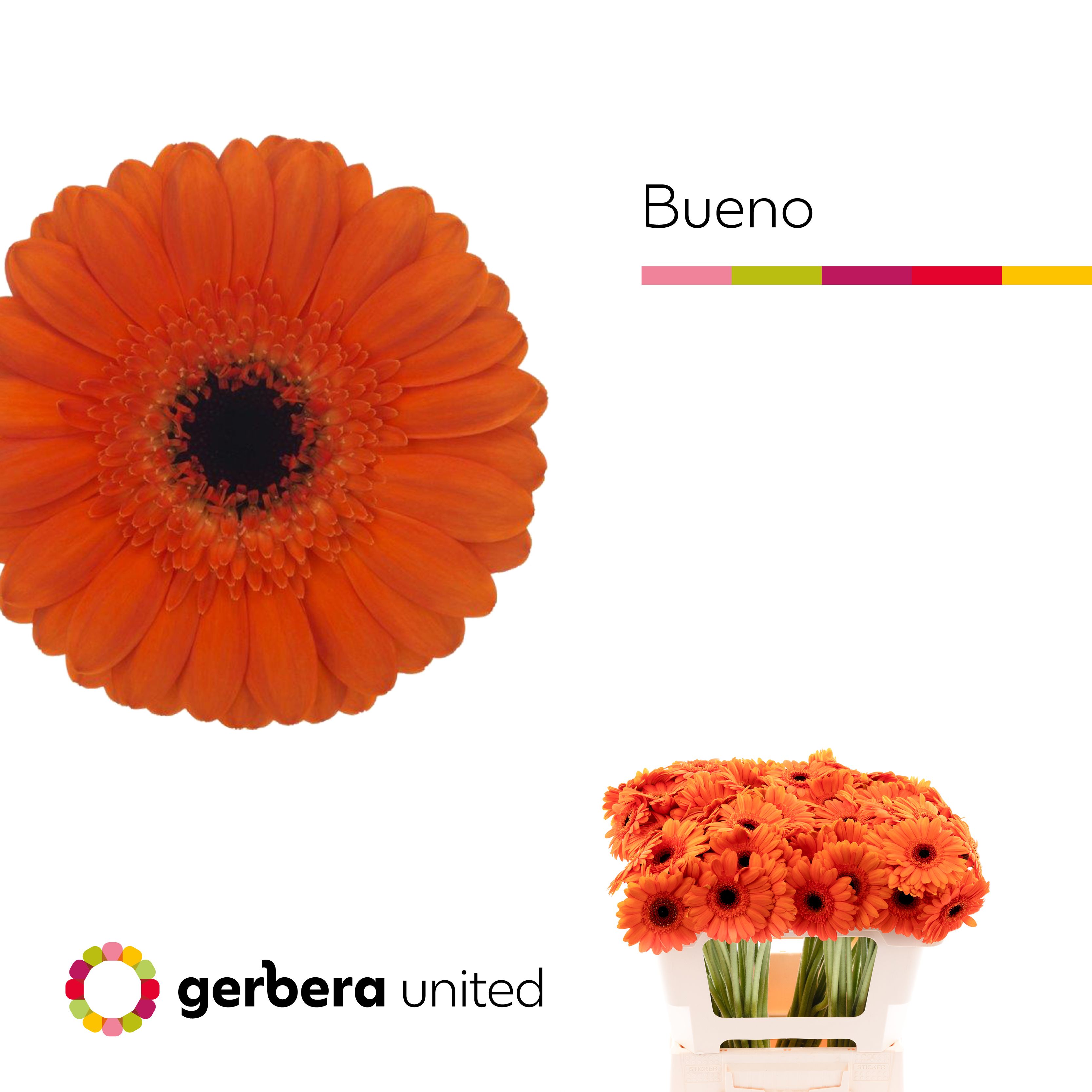 Гермини Буэно, шт.