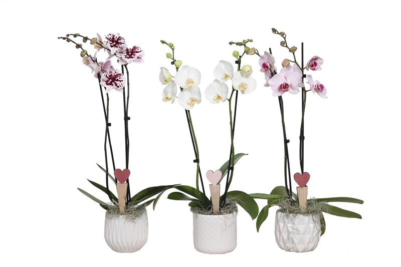 Dolomite p12 White mix Phal mix 2T14+, D 12 cm