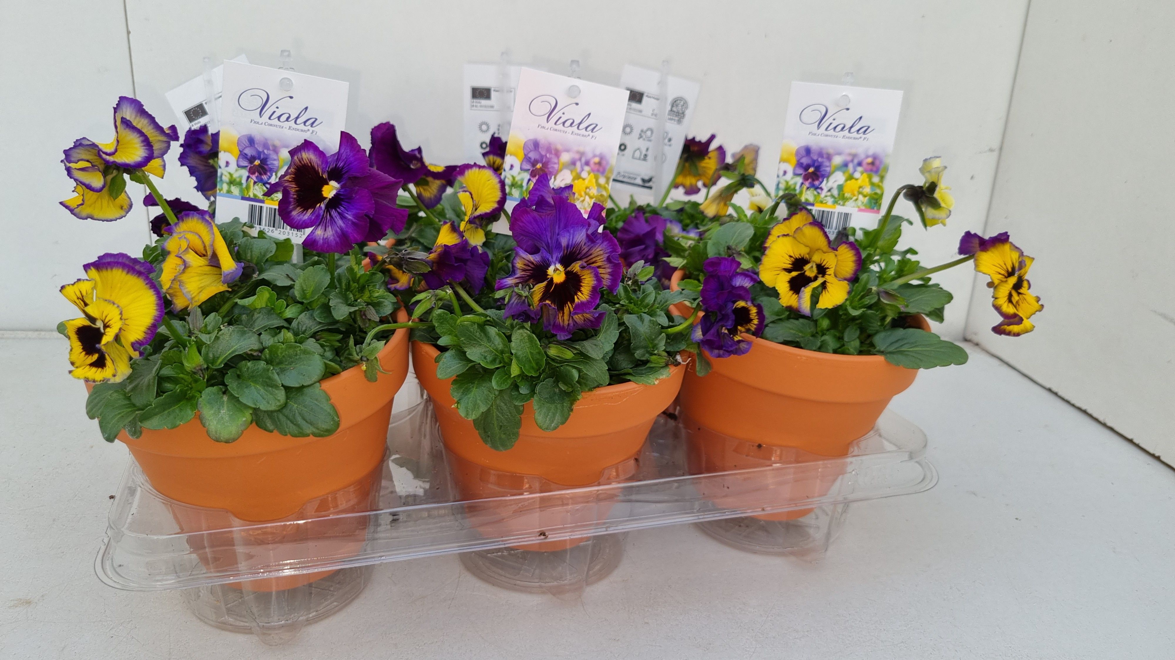 Viola Frizzle Sizzle Lemonberry p13 stenen pot, D 13